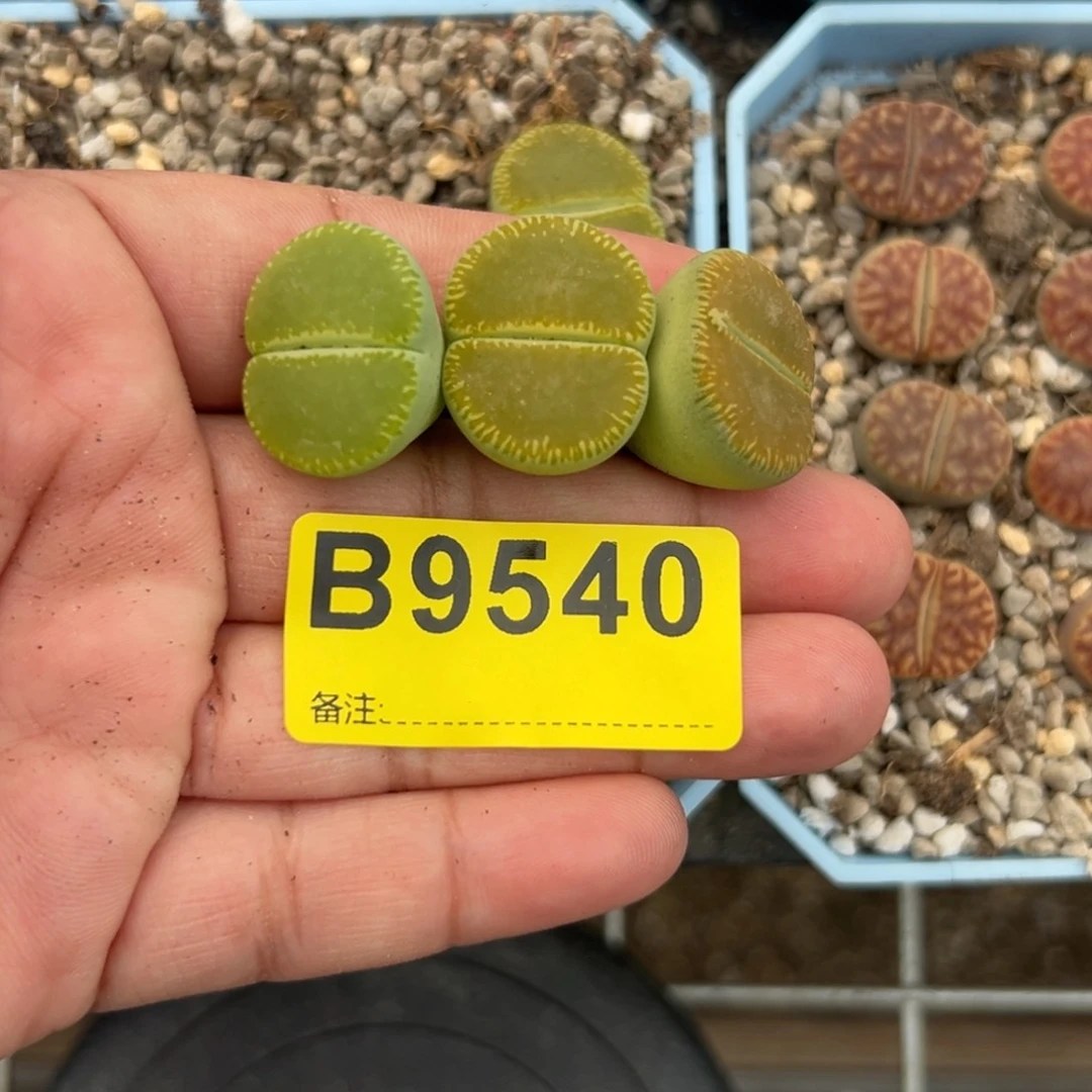 我**卫9540绿光阳3专拍专拍专拍