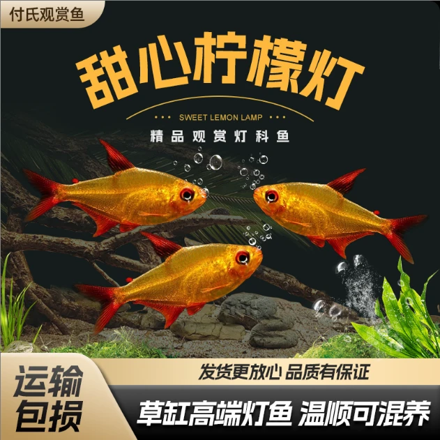甜心柠檬灯鱼红色超级甜心柠檬灯热带观赏鱼水草缸群游活体鱼小型
