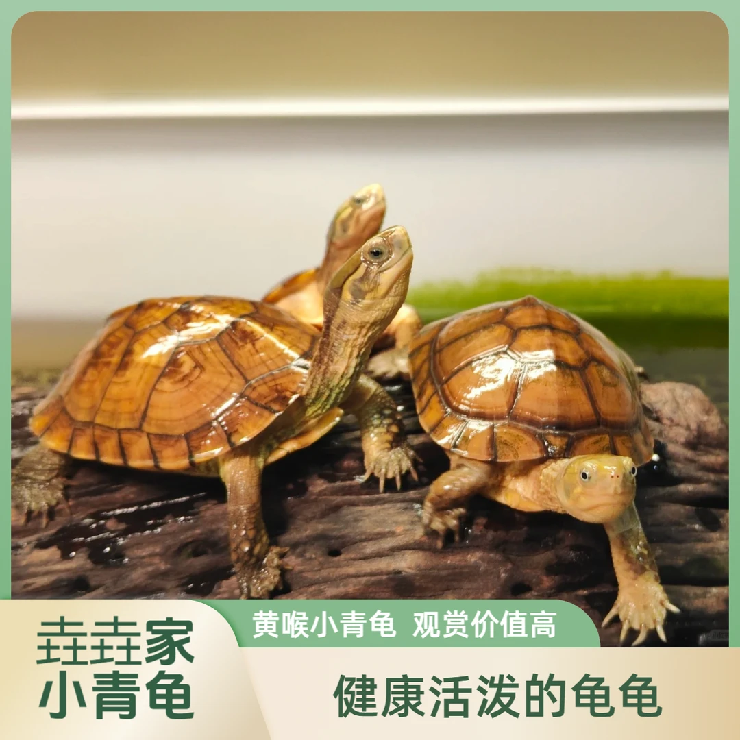 小青龟宠物龟直播间选购