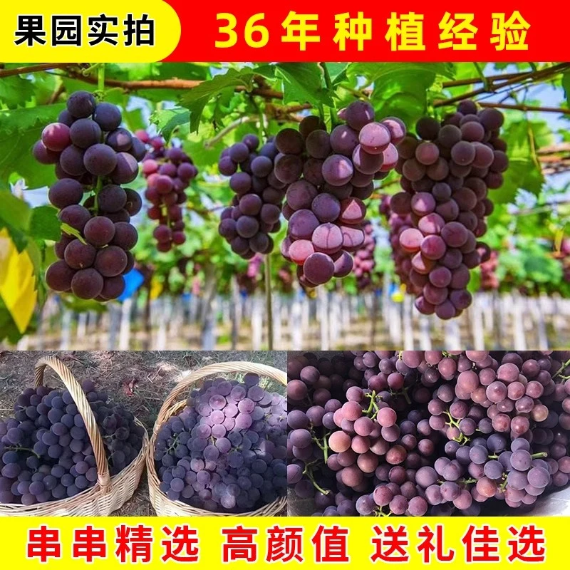 浦江巨峰葡萄自家葡萄树老树现摘现发饱满肉厚冷链发货孕妈妈首选