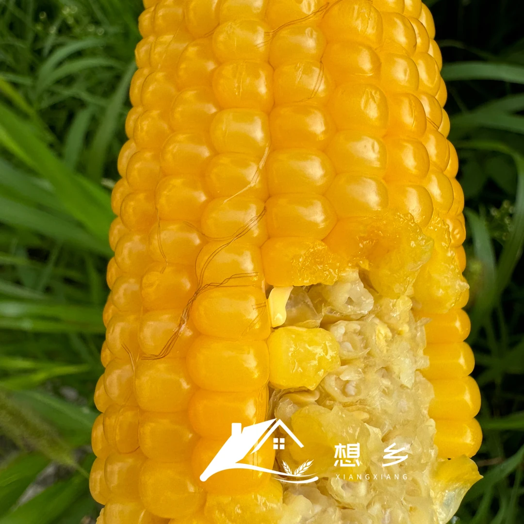 东北粘玉米新玉米甜糯玉米