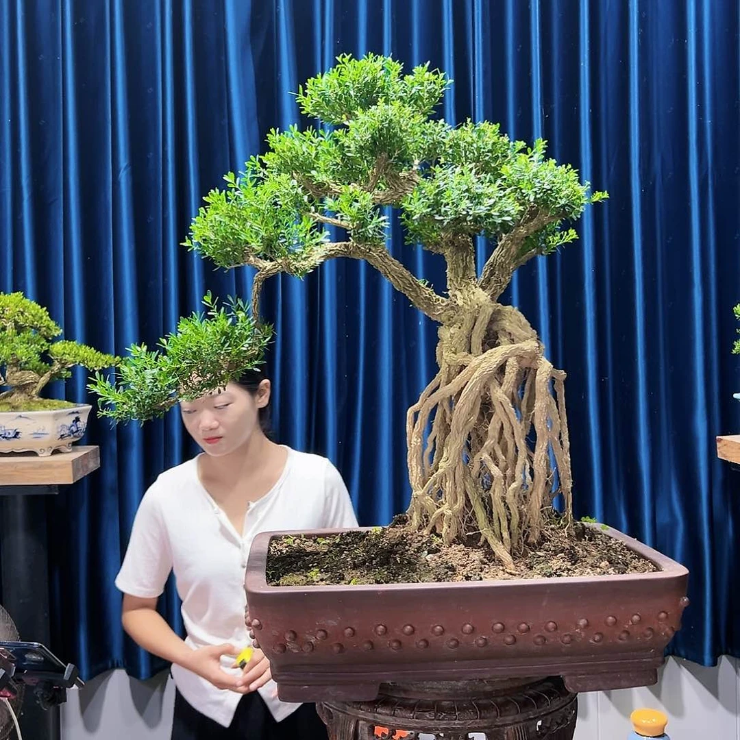 黄杨室内外绿植盆景一物一拍黄杨