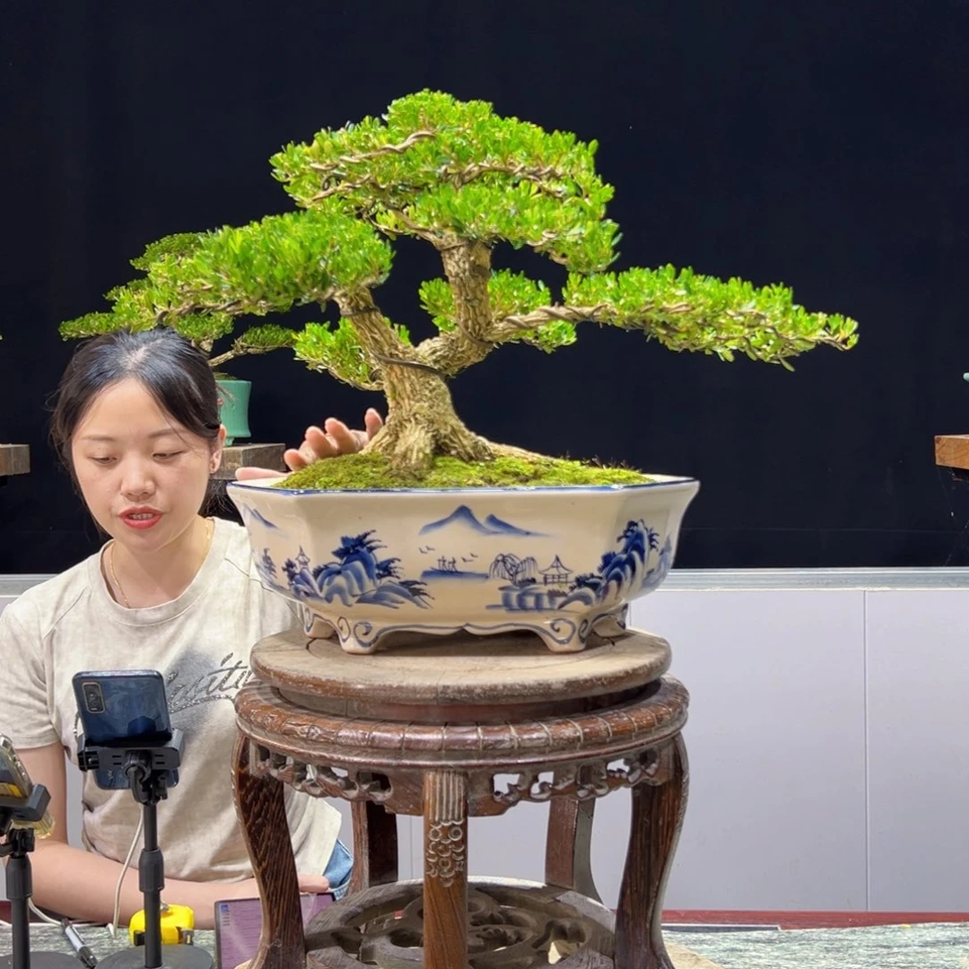 绿植黄杨盆景雀舌软枝