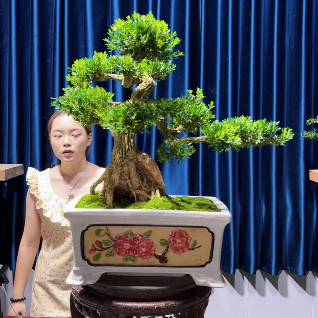 黄杨室内外绿植盆景一物一拍黄杨
