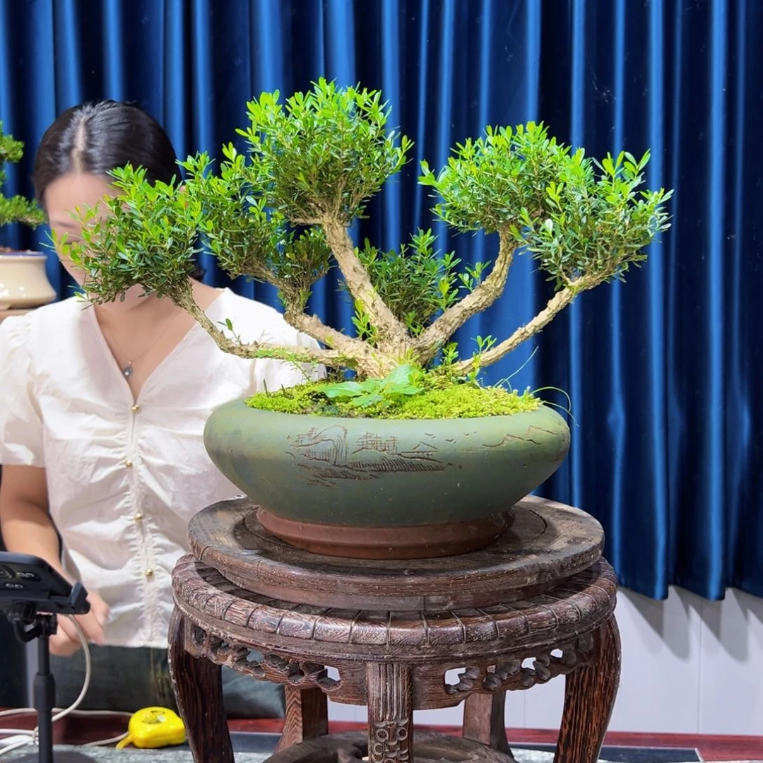 黄杨室内外绿植盆景一物一拍黄杨