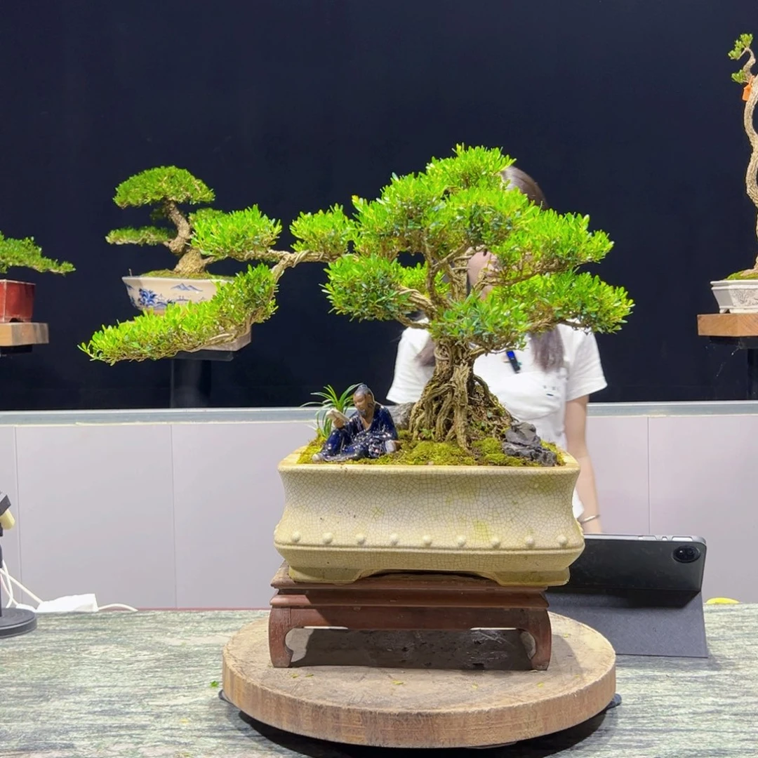 绿植黄杨盆景雀舌软枝