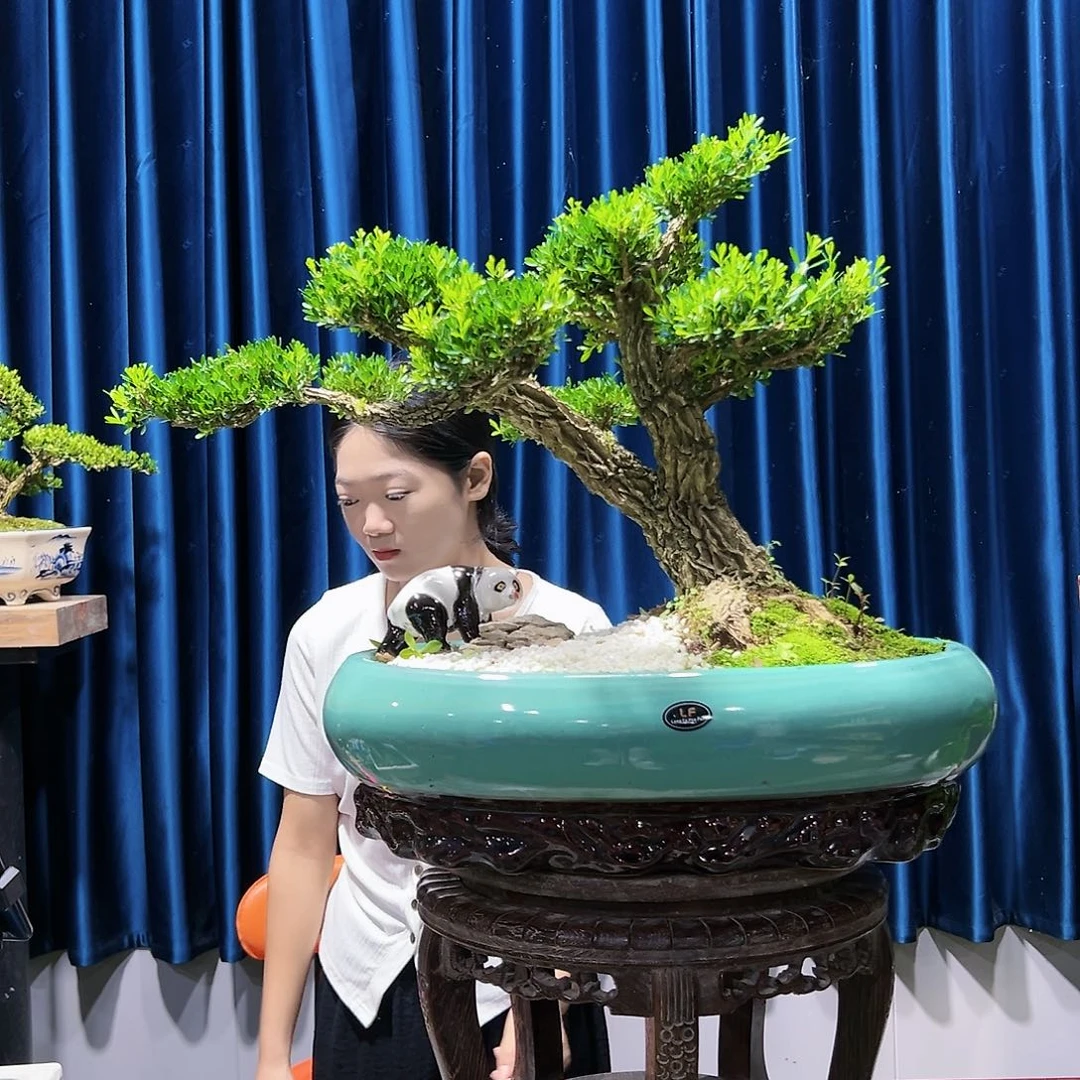 黄杨室内外绿植盆景一物一拍黄杨