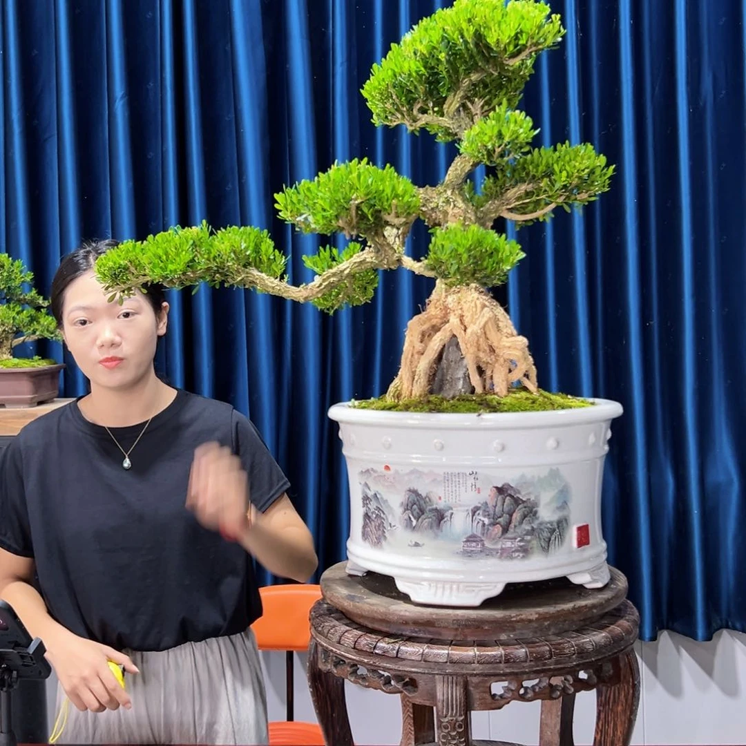 黄杨室内外绿植盆景一物一拍转****件黄杨