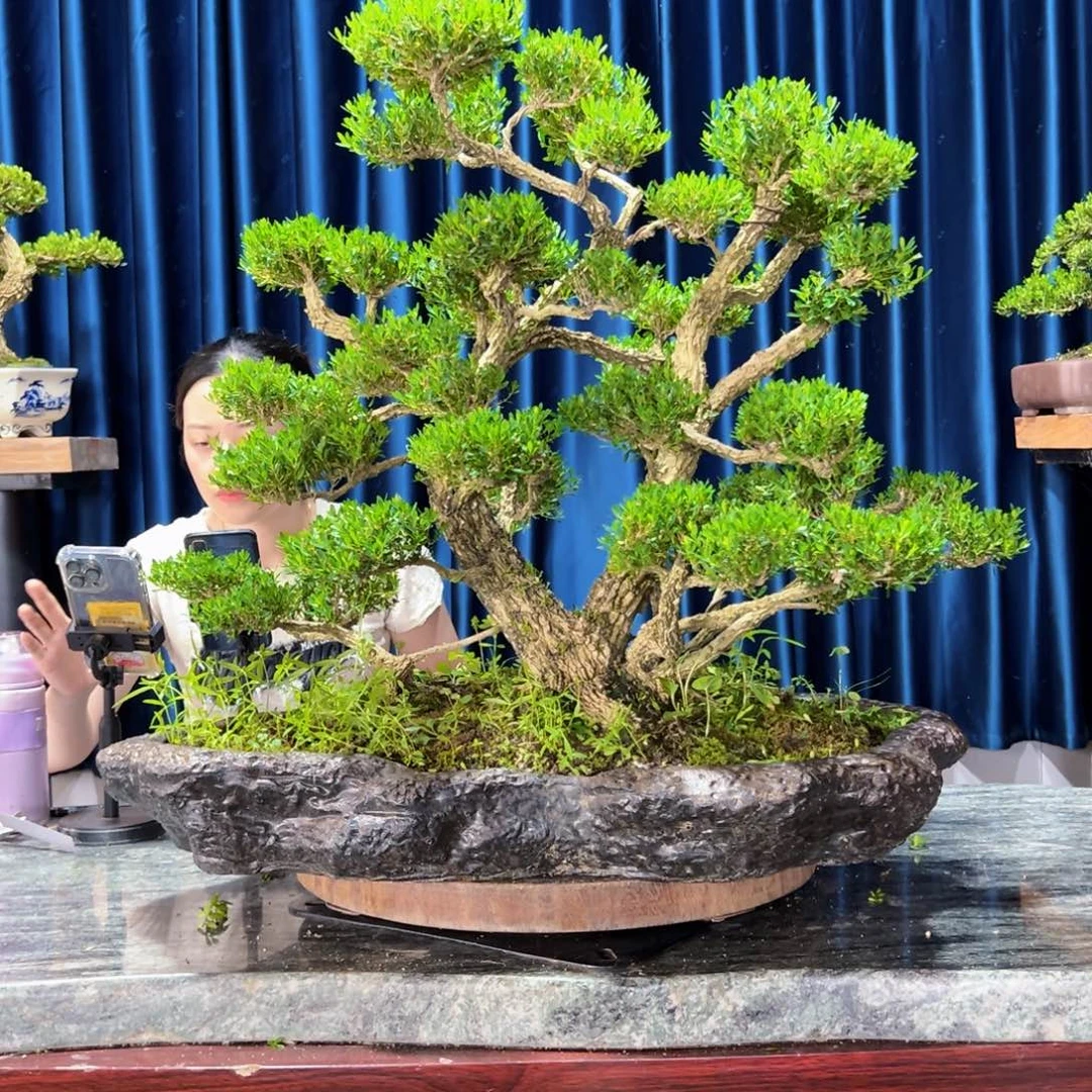 广东黄杨盆景绿植