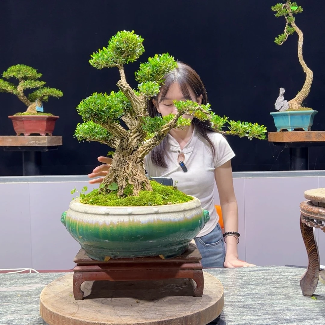 绿植黄杨盆景雀舌软枝