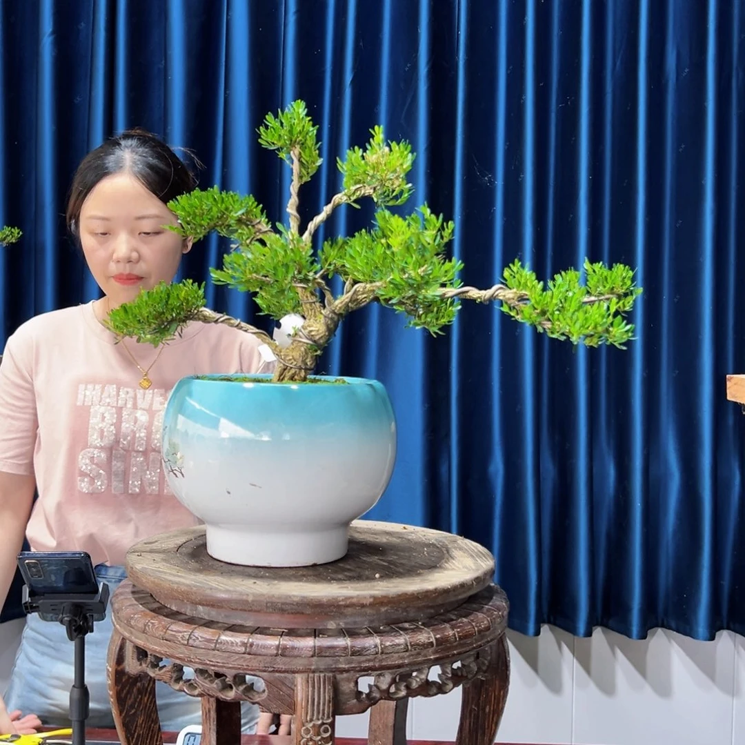 广东黄杨盆景绿植老桩