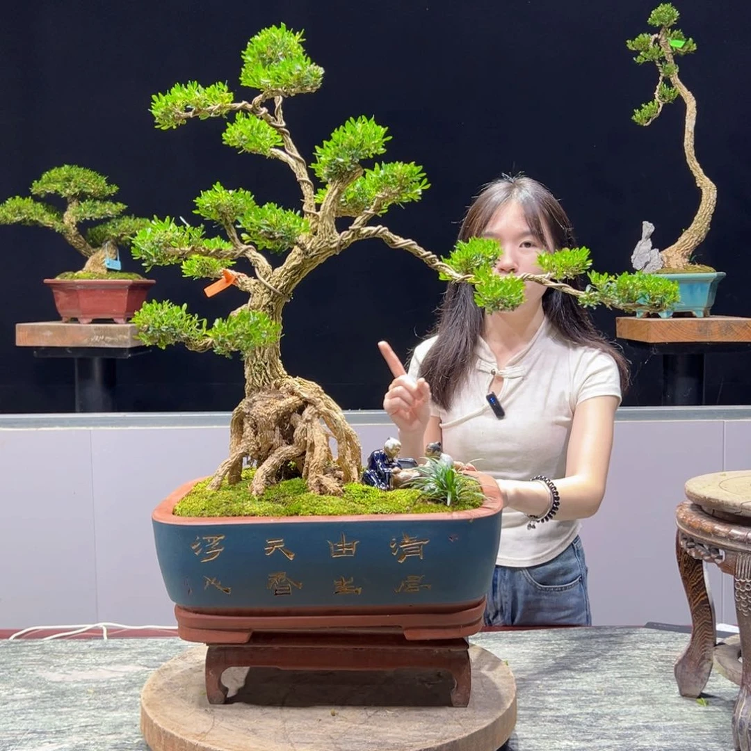 绿植黄杨盆景雀舌软枝