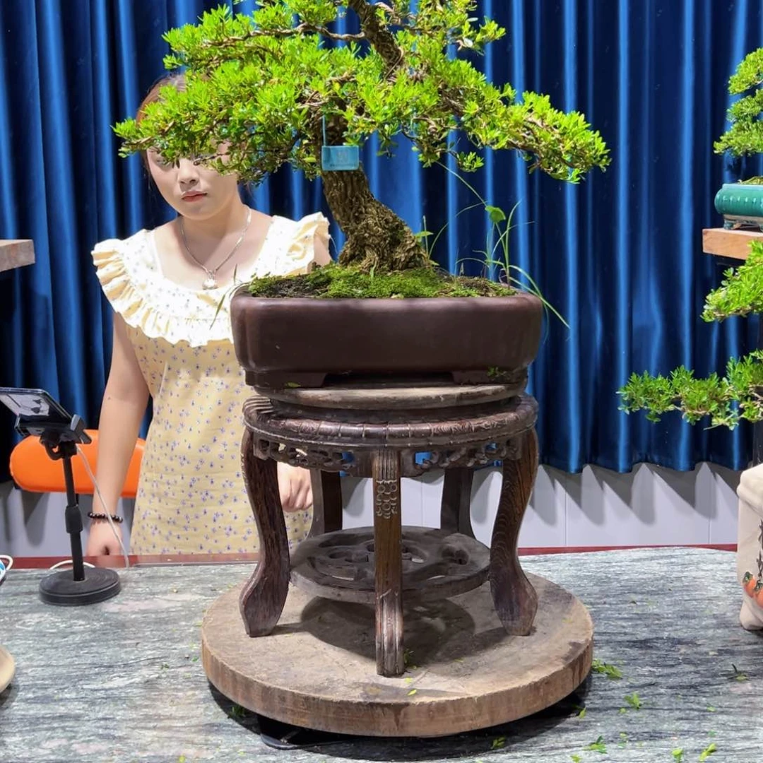 广东黄杨盆景绿植老桩园*