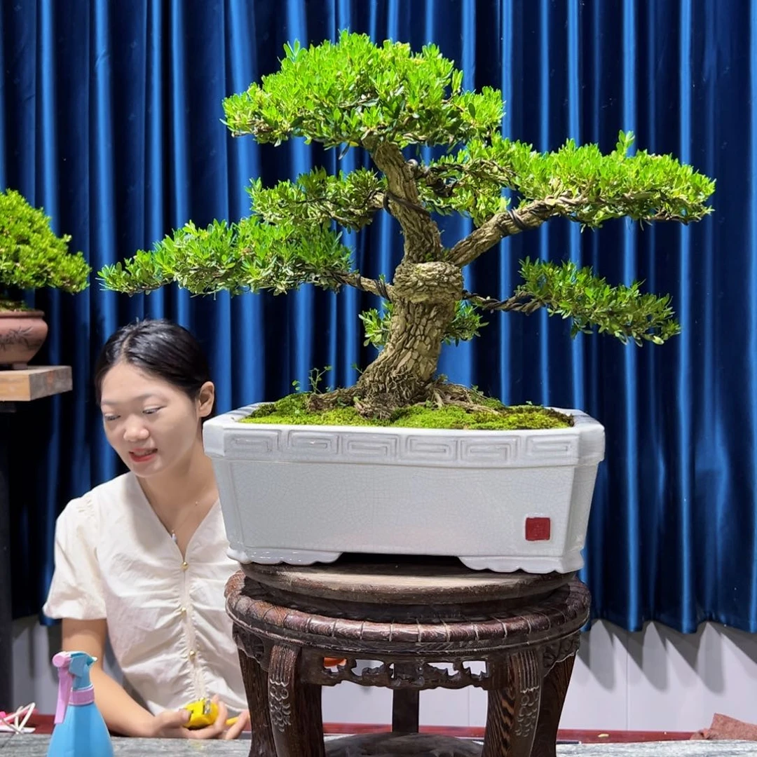 黄杨室内外绿植盆景一物一拍黄杨