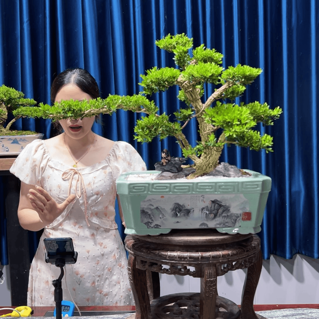 广东盆景艺术黄杨