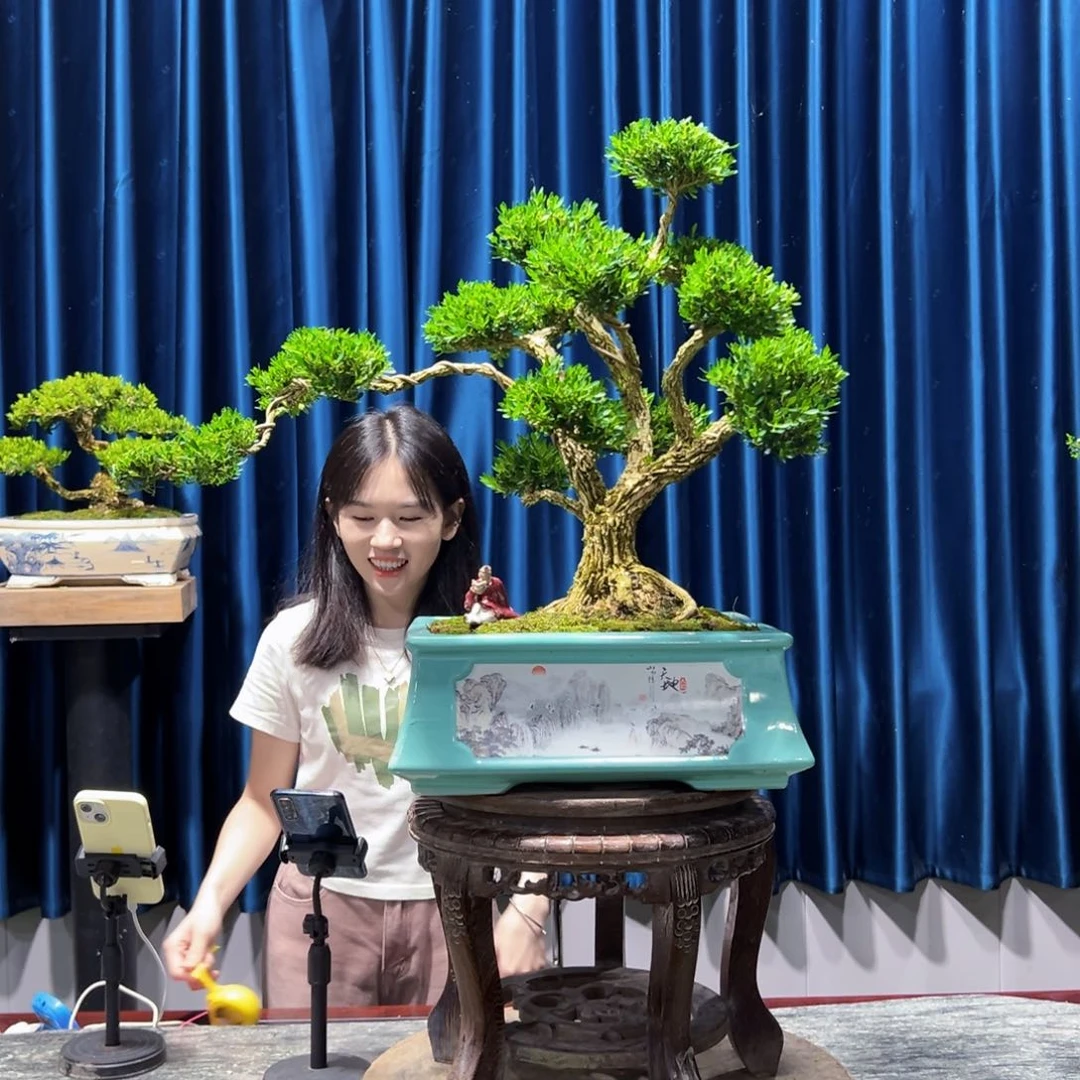 黄杨盆景艺术作品