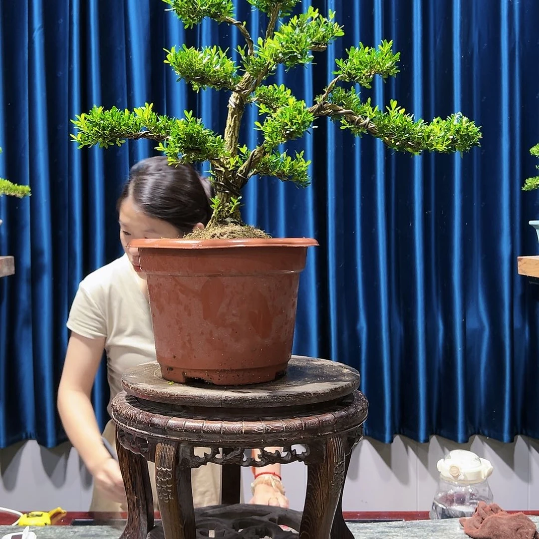 黄杨盆景绿植我*盆景