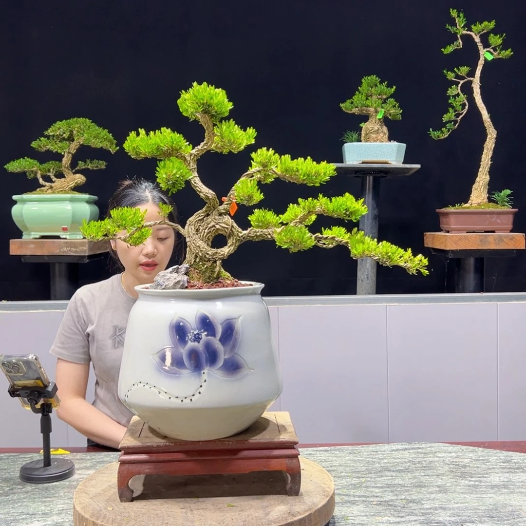 绿植黄杨盆景雀植软枝