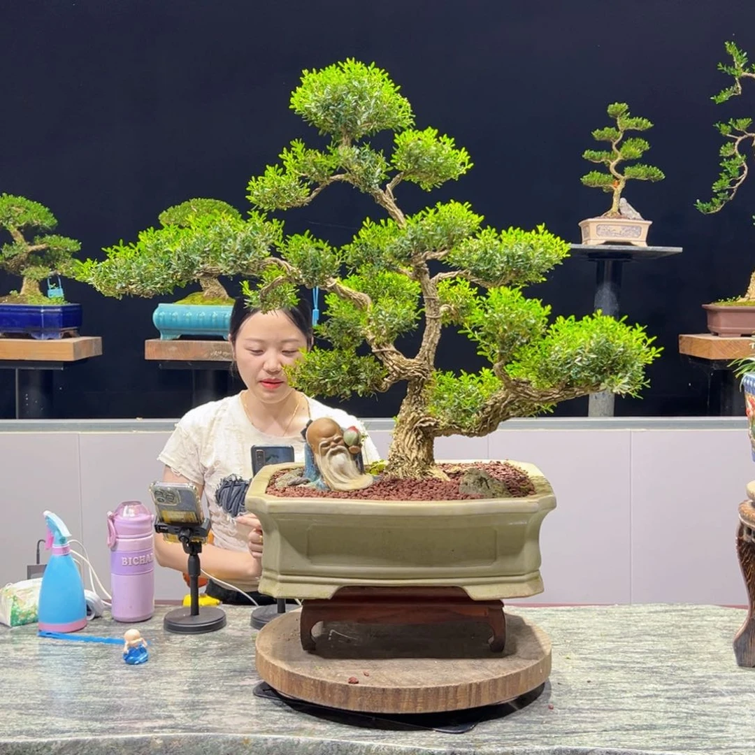 绿植黄杨盆景雀舌软枝