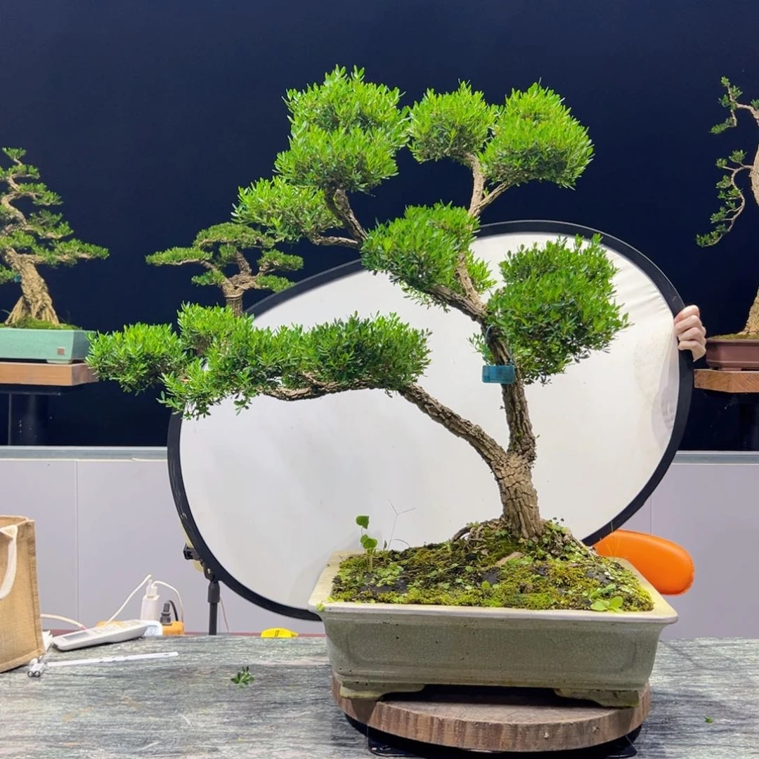 绿植黄杨盆景雀舌软枝