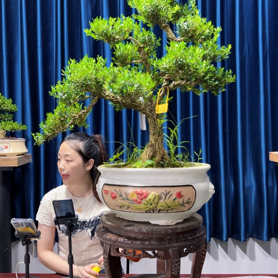广东黄杨盆景绿植老桩