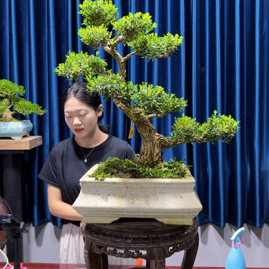 黄杨室内外绿植盆景一物一拍黄杨