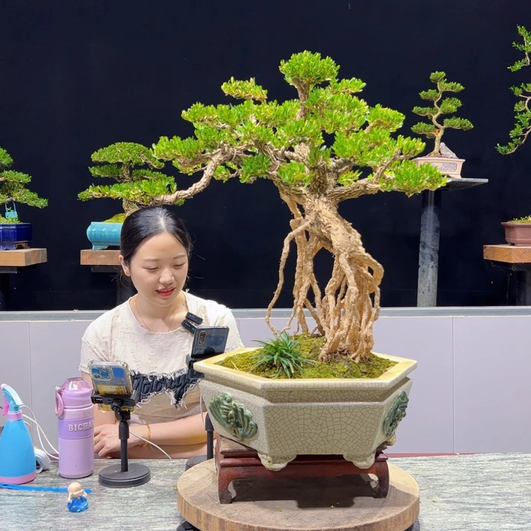 绿植黄杨盆景雀舌软枝