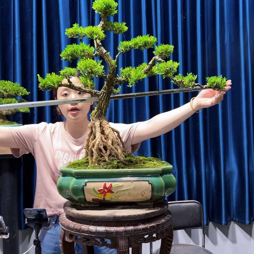 绿植黄杨盆景室内外植物阳台庭院一物一拍黄杨