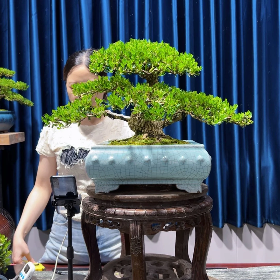 广东黄杨盆景绿植老桩