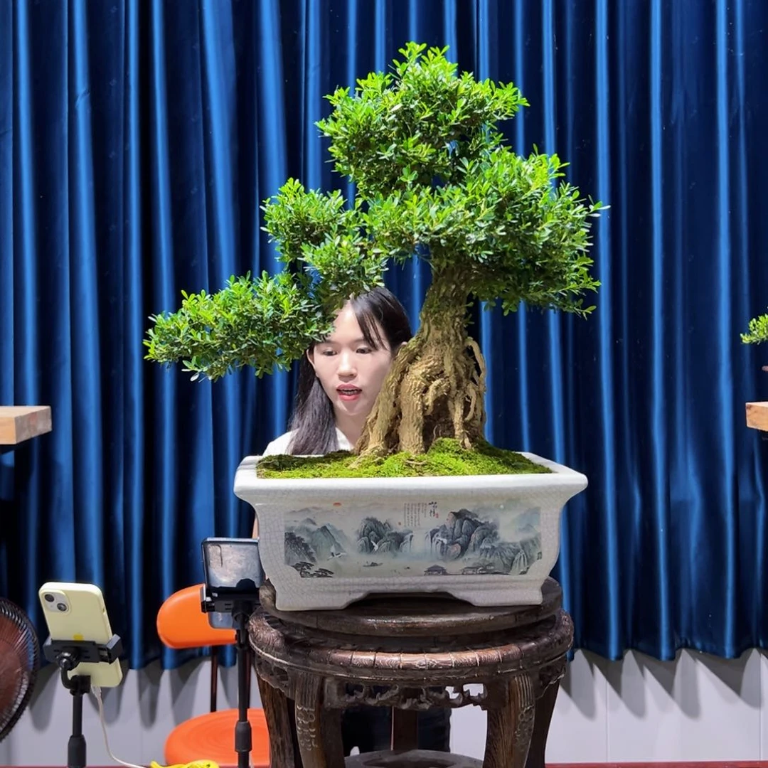 黄杨盆景艺术作品