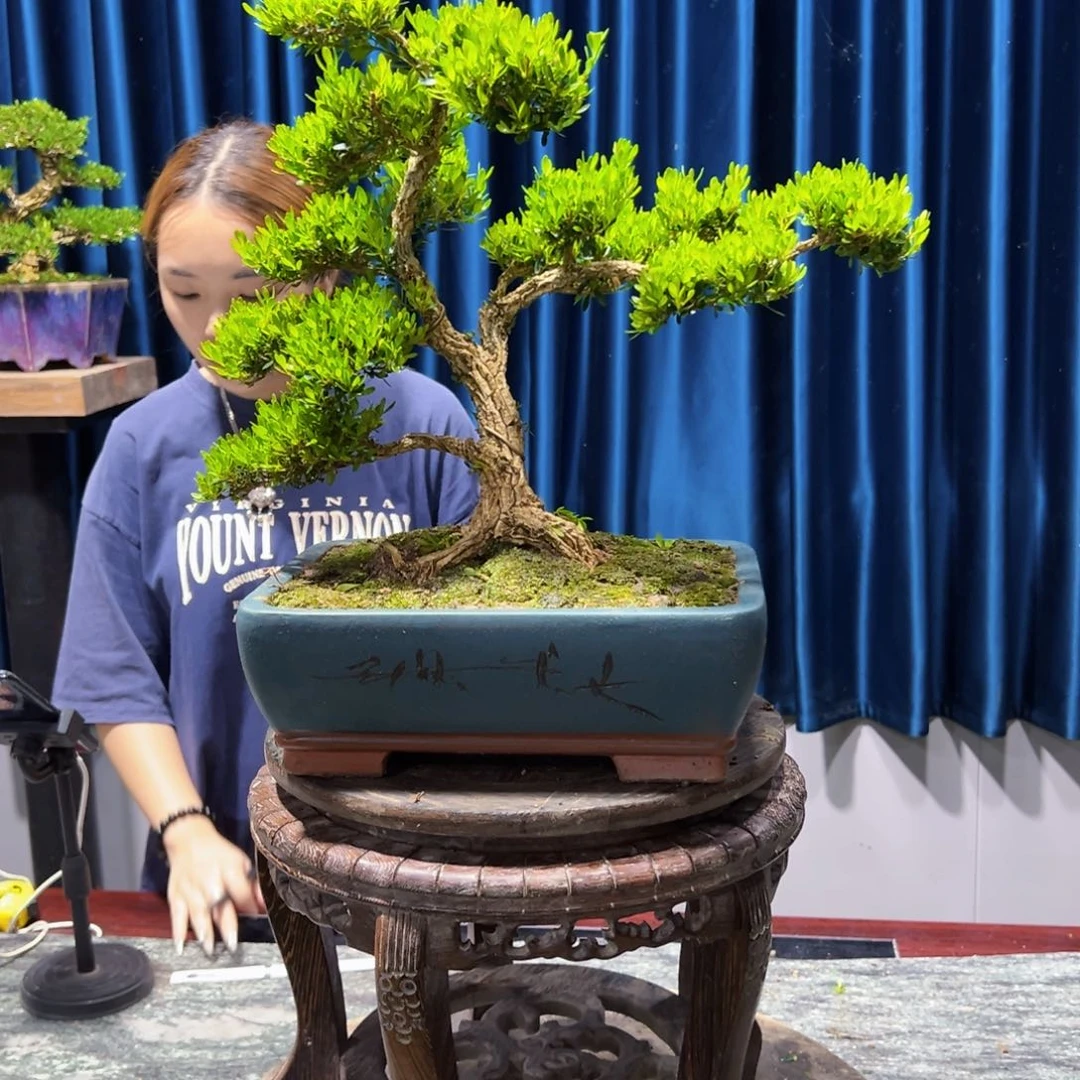 广东黄杨盆景绿植老桩盆景
