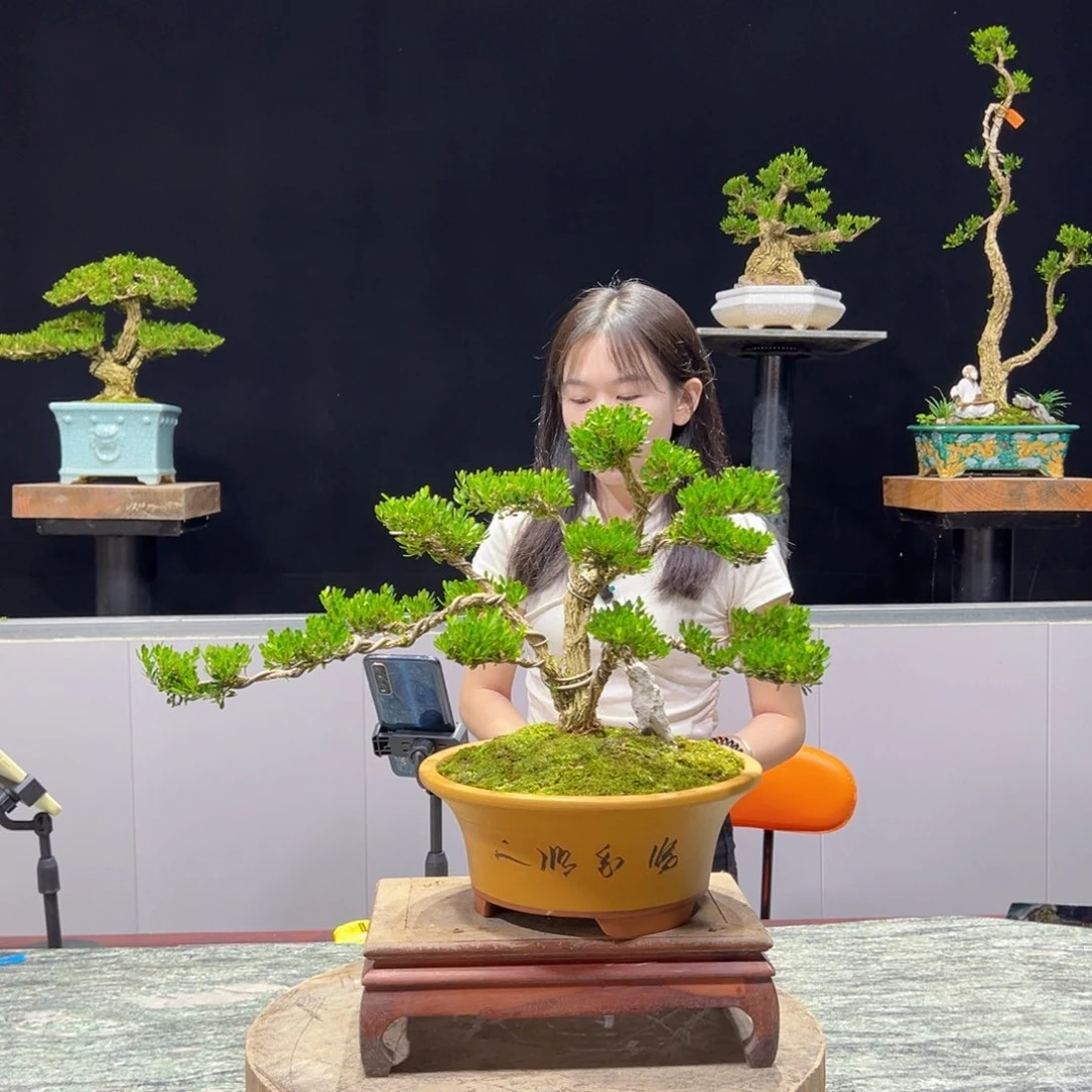 黄杨陳*绿植黄杨盆景雀舌软枝