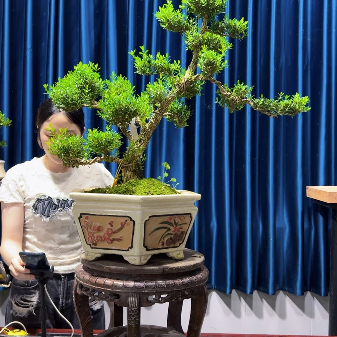 广东黄杨盆景绿植老桩