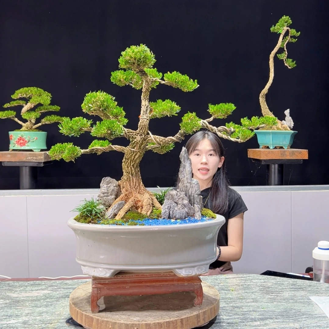 黄杨庆绿植黄杨景雀舌软枝