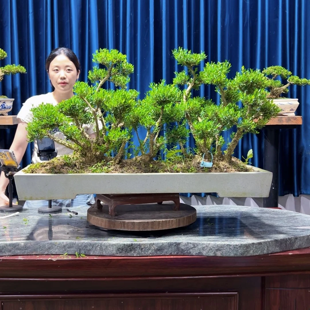 广东黄杨盆景绿植