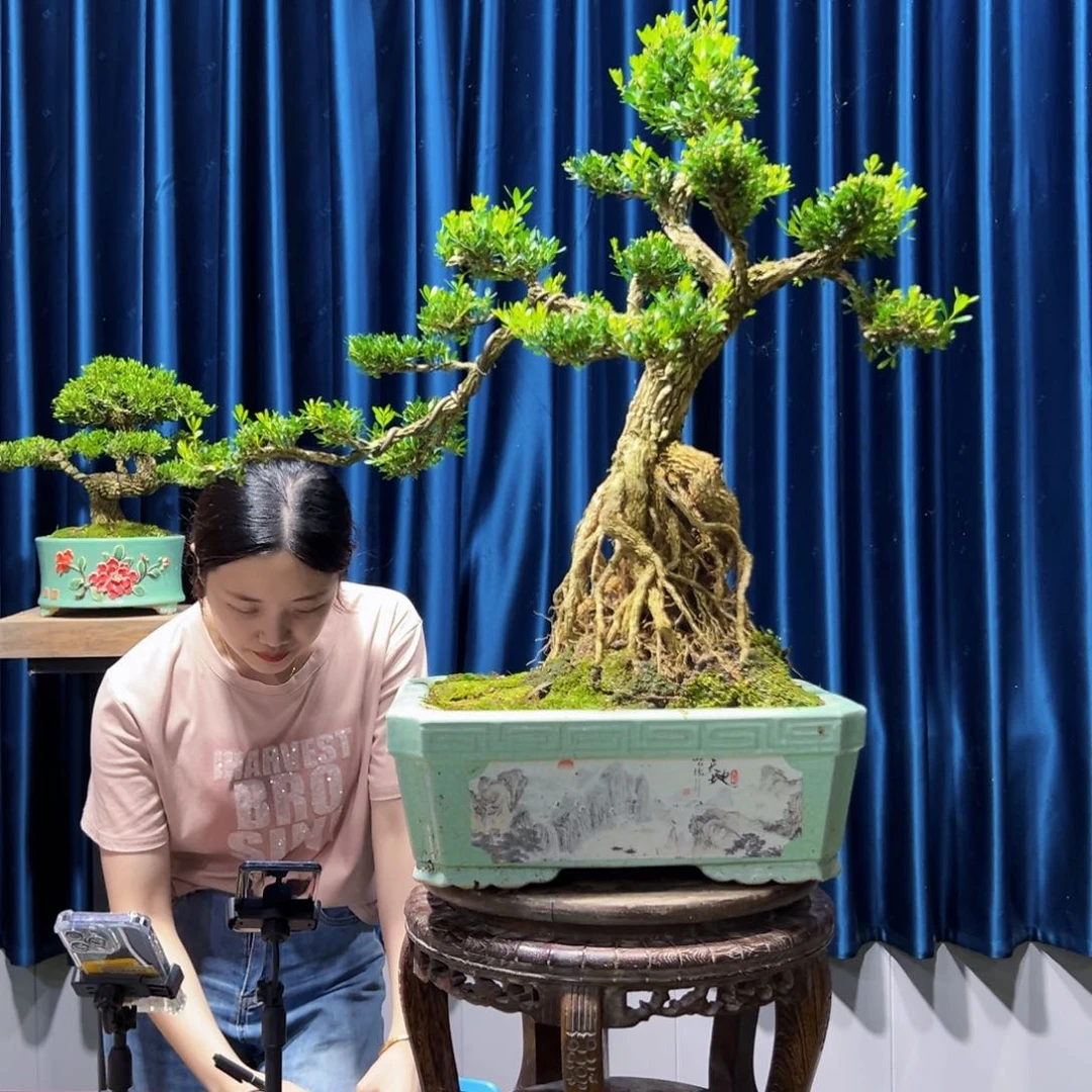 绿植黄杨盆景室内外植物阳台庭院一物一拍黄杨