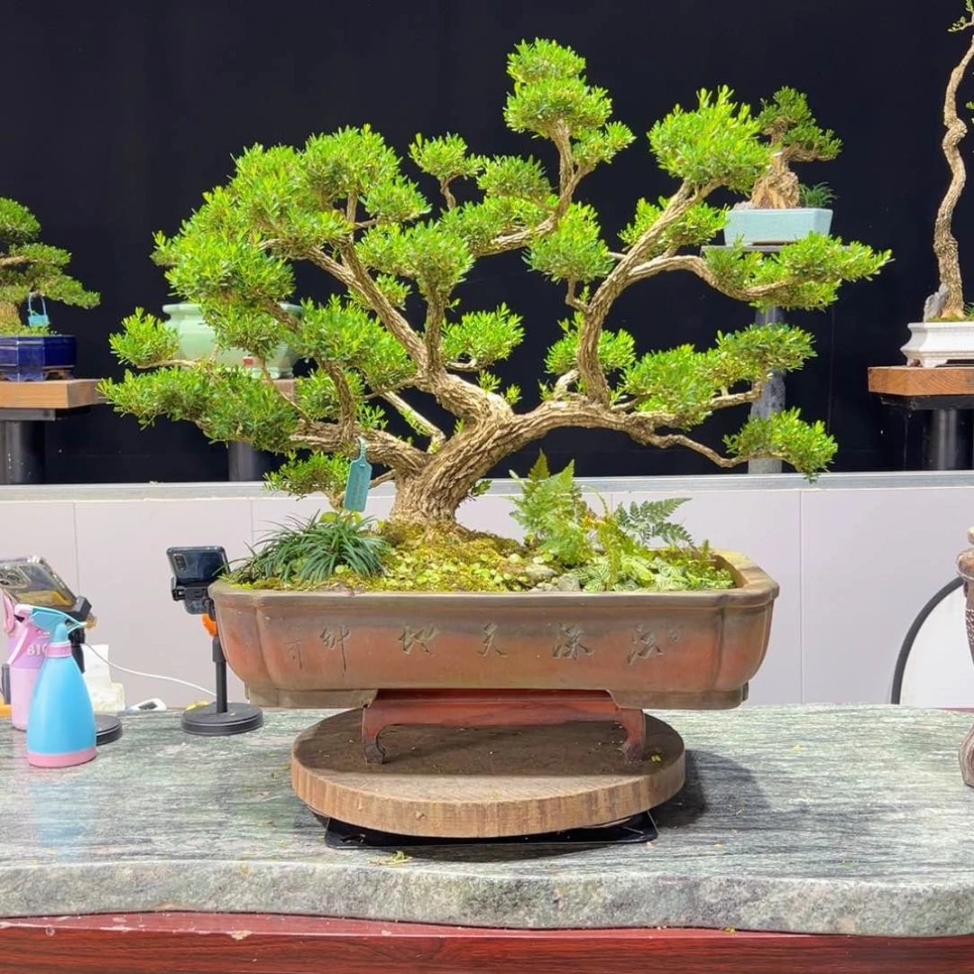 绿植黄杨盆景雀舌软枝