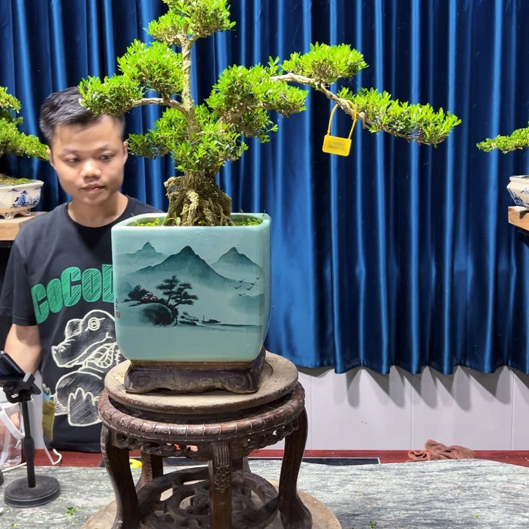 盆景珍*广东黄杨盆景