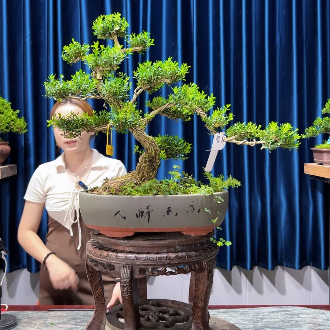 广东黄杨盆景绿植老桩