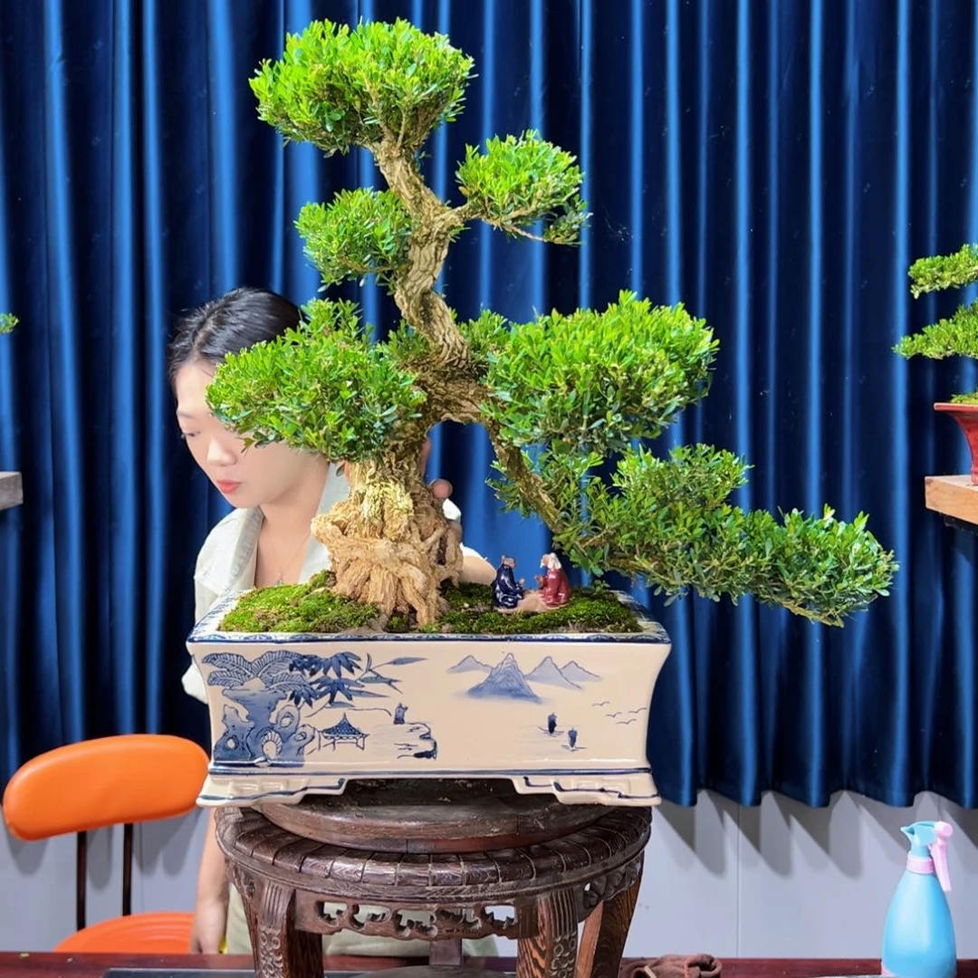 黄杨室内外绿植盆景一物一拍黄杨