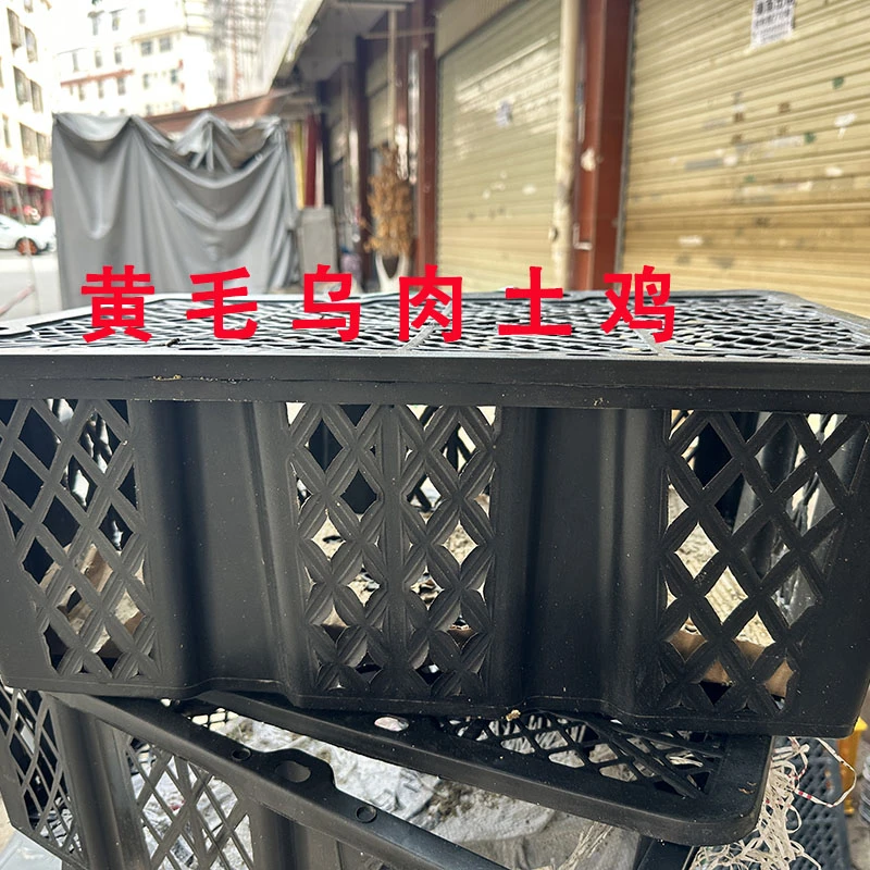 黄毛土鸡一筐5只