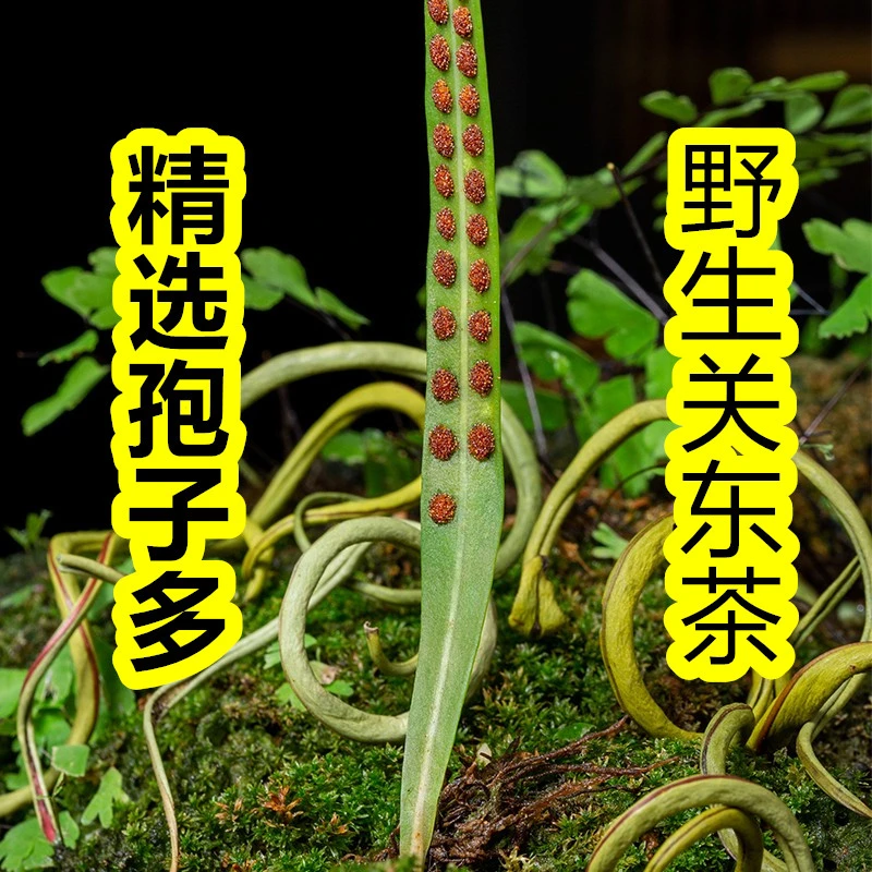 东北野生茶【精选孢子多】黄金草晒干煮茶泡水长白山特产25/100克