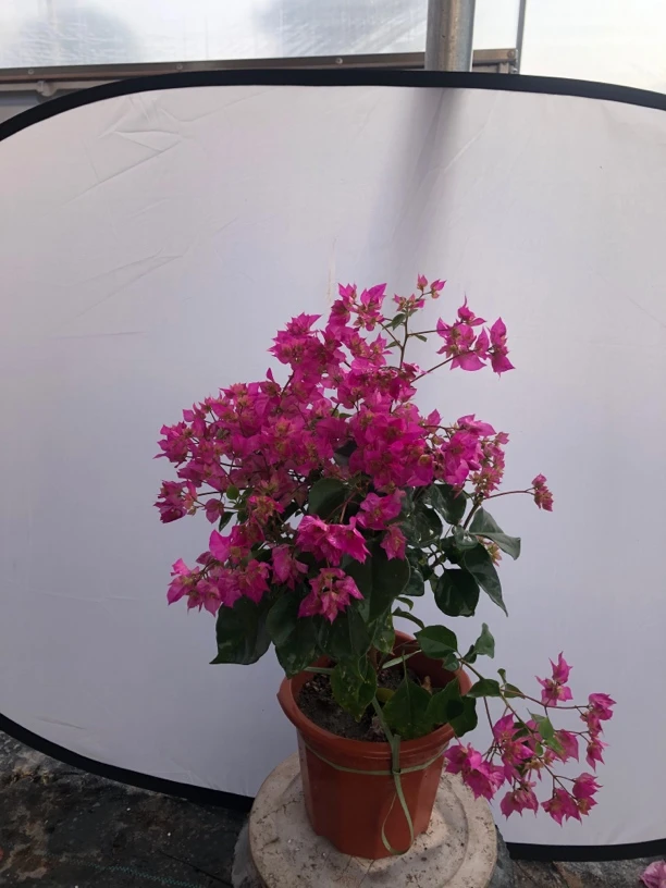 重瓣粉三角梅 庭院阳台美观