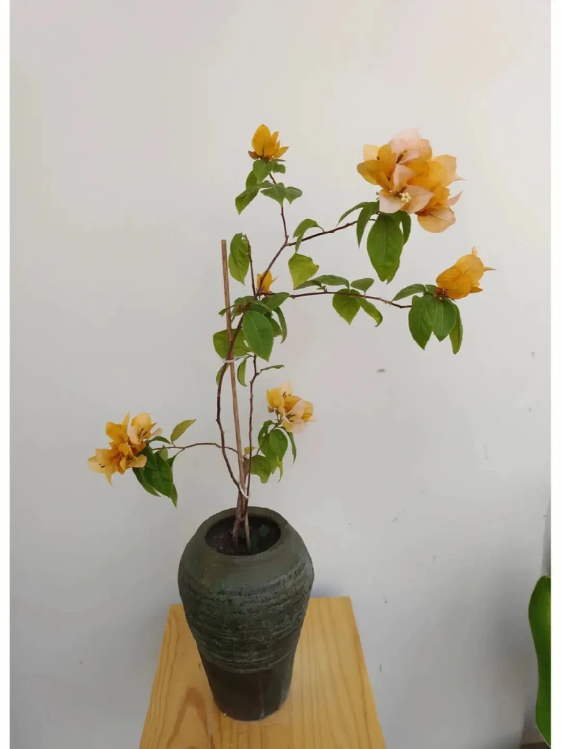 苏瓦纳（原生飘枝）黄色天花板三角梅勤花