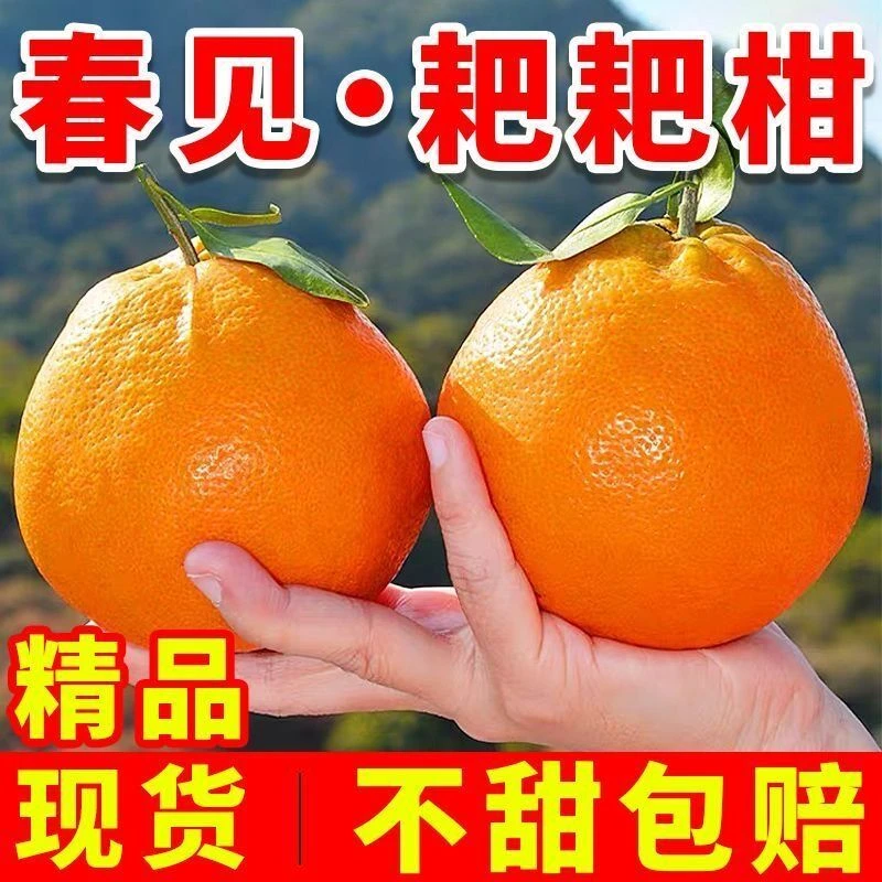 现摘正宗四川春见耙耙柑橘子应季新鲜水果耙耙柑桔子不知火丑橘子