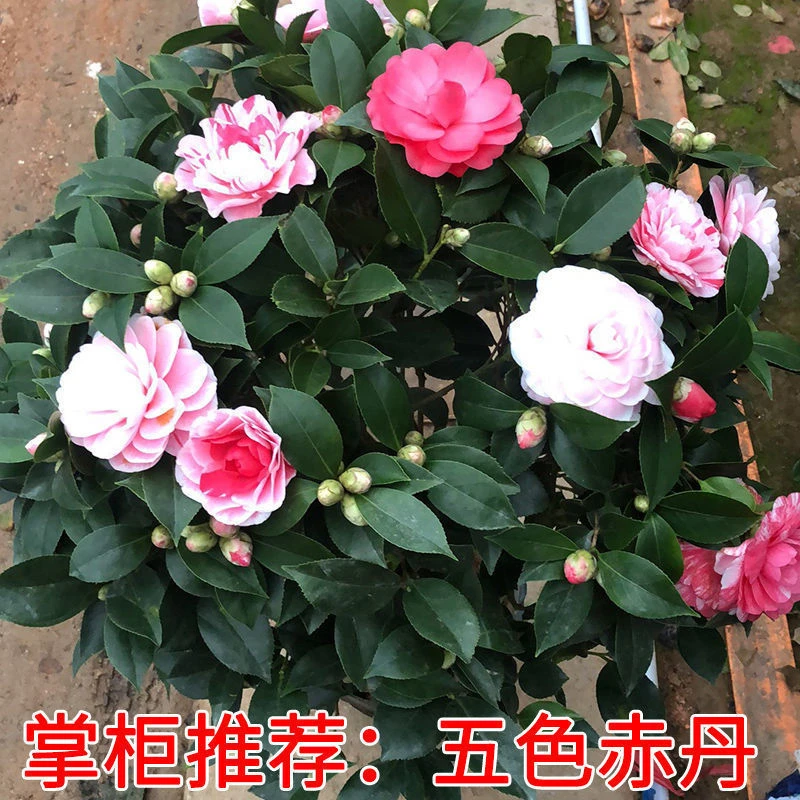 五色赤丹山茶花一树多色树苗盆栽庭院室外地栽耐寒好养四季茶花