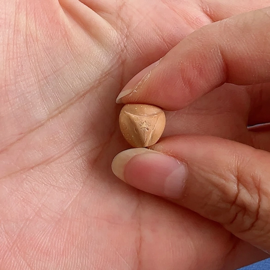 【闪购商品】龙眼菩提吊坠铮*10龙塔88@8212