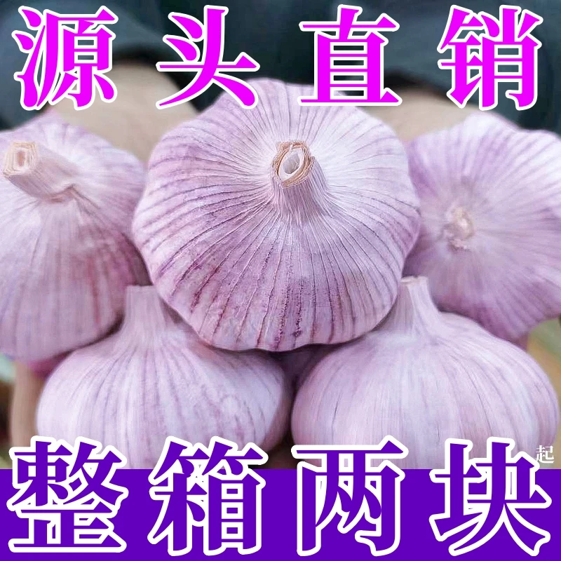 【蒜农自卖】紫皮蒜头山东批发新干蒜非红皮种大蒜头籽0.3/9斤整箱