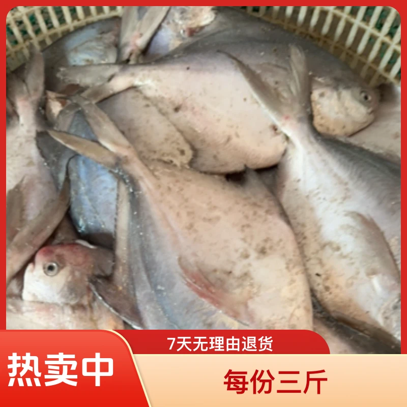 大连大连湾本海大鲳鱼,平均一斤六七条左右,每份四斤,顺丰包邮
