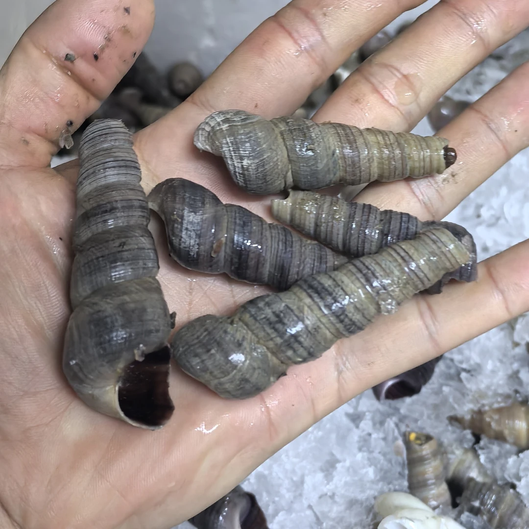 【冰鲜】去尾大丁螺